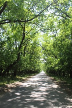photo, road, nature, ukraine